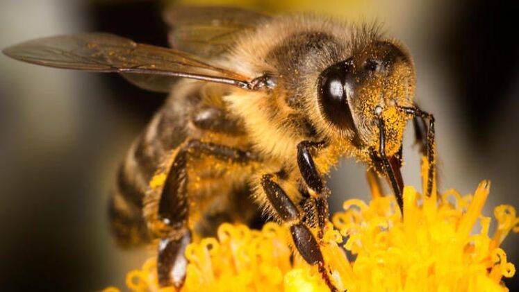 Bees will help overcome back pain due to osteochondrosis